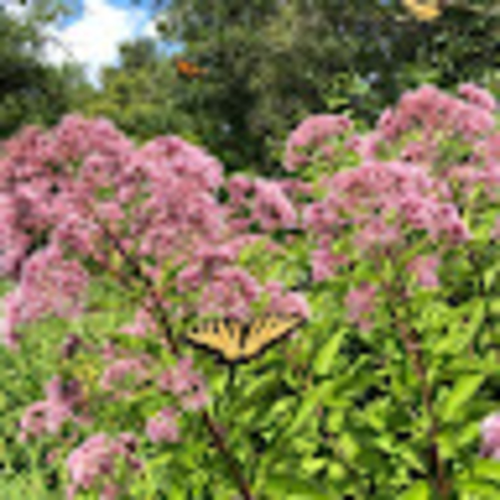 Meet your Posher, Trinity